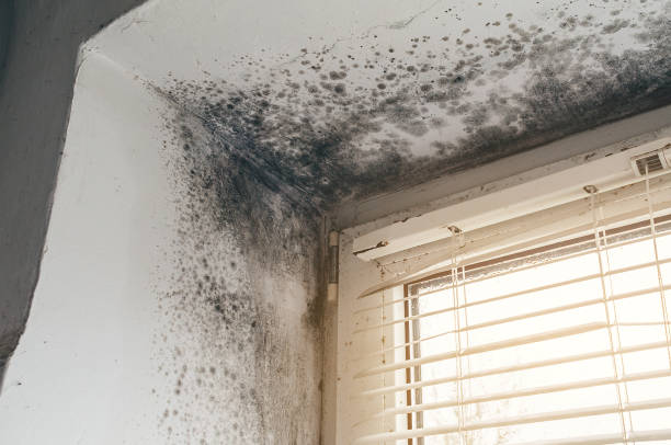 Affordable Basement Mold Removal solutions in Joint Base Mdl, NJ